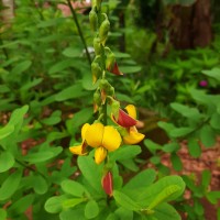 Crotalaria retusa L.